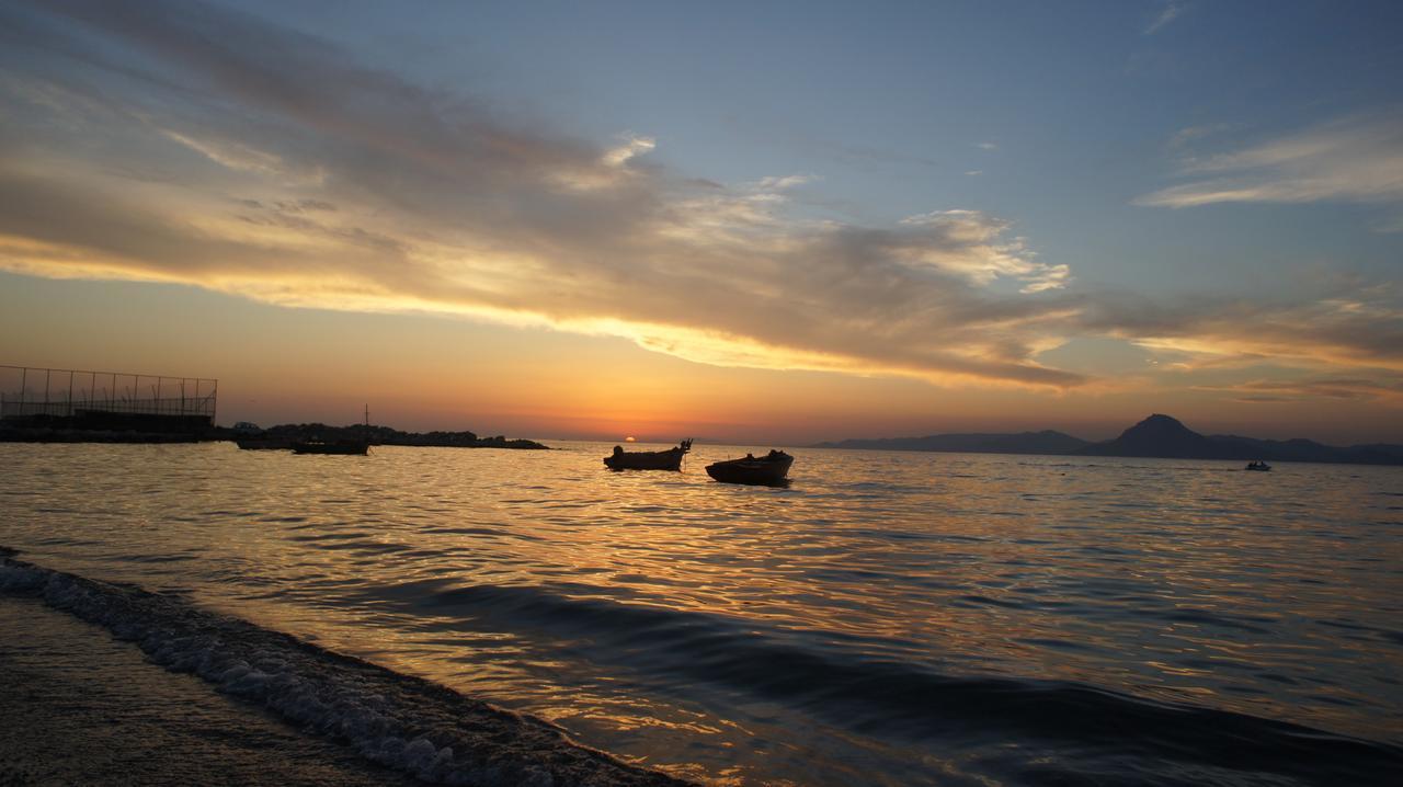 Palm Tree Patras